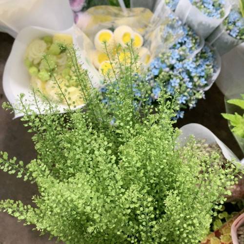 绿灵草一扎不包邮