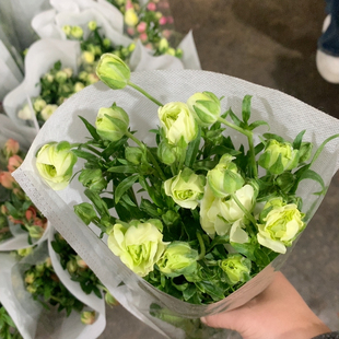 青柠蝴蝶洋牡丹一扎不 包邮
