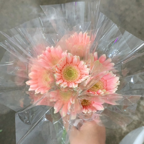 圣托里尼非洲菊10支不包邮