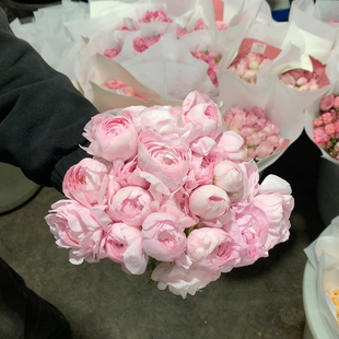 福利樱花粉9-10支不包邮