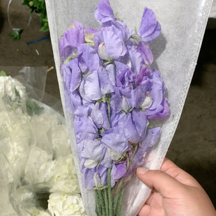 蓝紫色豌豆一扎不 包邮
