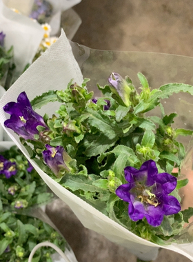 深紫色风铃一扎不包邮