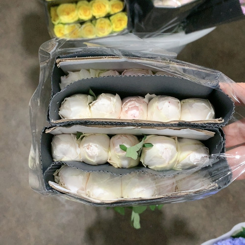 B级可爱瓷10支不包邮