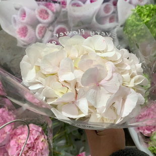 浅粉绣球一支不 包邮