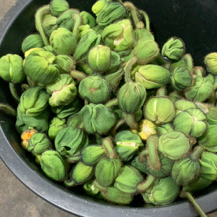 大头虞美人10支不 包邮