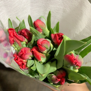 红金刚郁金香10支不 包邮