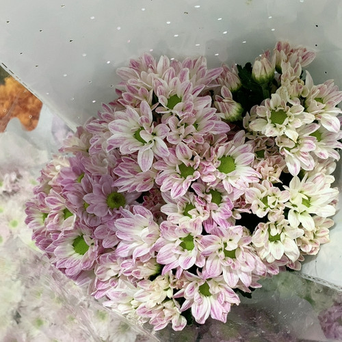 水墨画雏菊10支不包邮