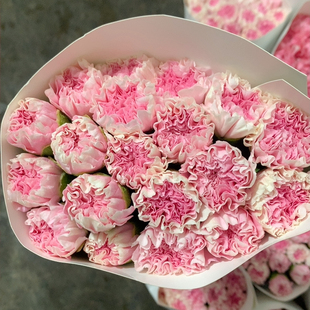 甜甜圈康乃馨20支不 包邮