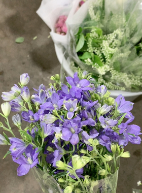 小飞燕紫色一扎不包邮