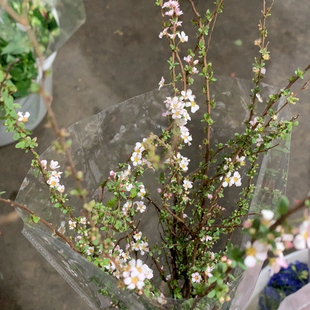 粉色雪柳花一扎不 包邮