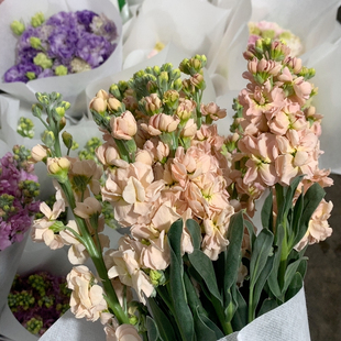 香槟紫罗兰10支不 包邮