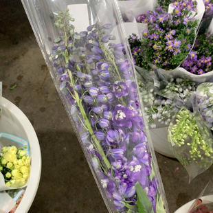 包邮 80我种花深紫大飞燕5支不