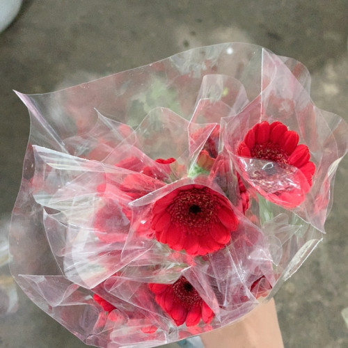红色非洲菊10支不包邮