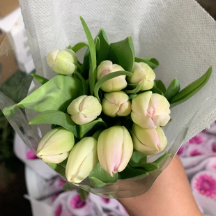 方德王朝粉郁金香10支不 包邮