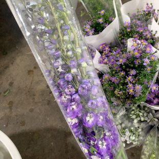 包邮 90公分我种花深紫大飞燕5支不