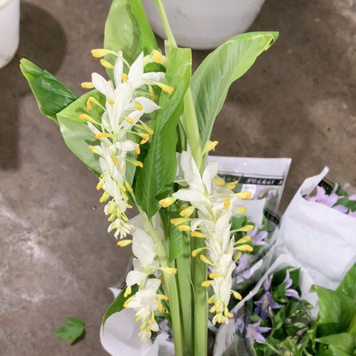 白色舞花姜5支不包邮