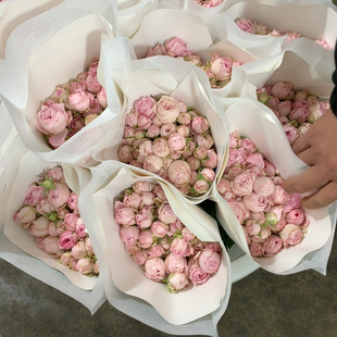 多头粉色仙子之吻10支不包邮