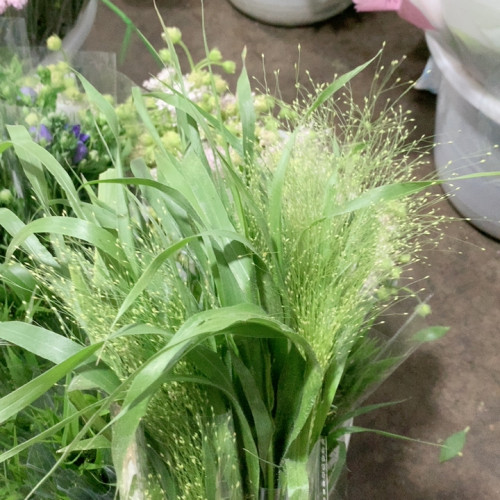 2扎喷泉草不包邮
