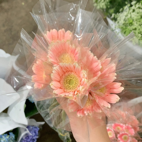 圣托里尼非洲菊10支不包邮