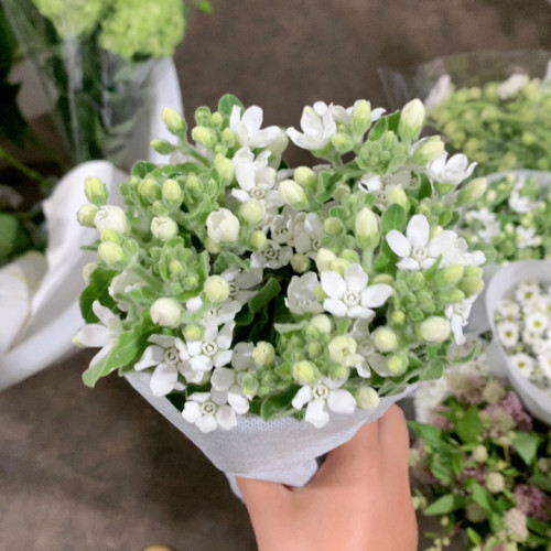 白星花一扎不包邮