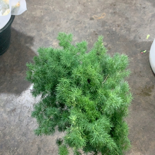 蓬莱松一扎不 包邮