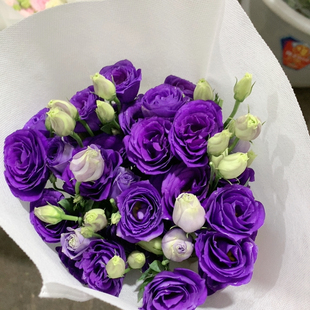 深紫色桔梗600克不 包邮