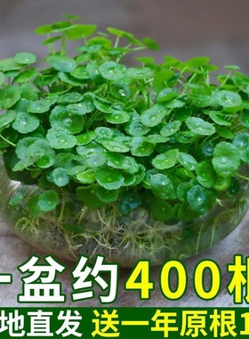 铜钱草水培植物盆栽室内小绿植花卉水养金钱草籽水生四季好养带叶
