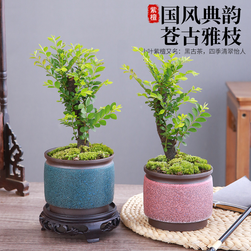 小叶紫檀盆景樹苗紫檀樹桩室内阳台盆栽花卉绿植耐寒四季常青植物