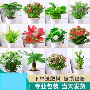 绿萝水培绿植物盆栽室内发财树富贵竹文绿箩薄荷多肉花卉四季 好养