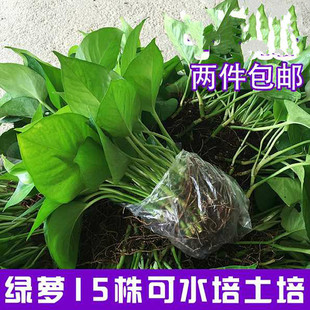 绿萝水培土培散苗办公室新房吸绿箩植物盆栽吊兰花卉 包邮