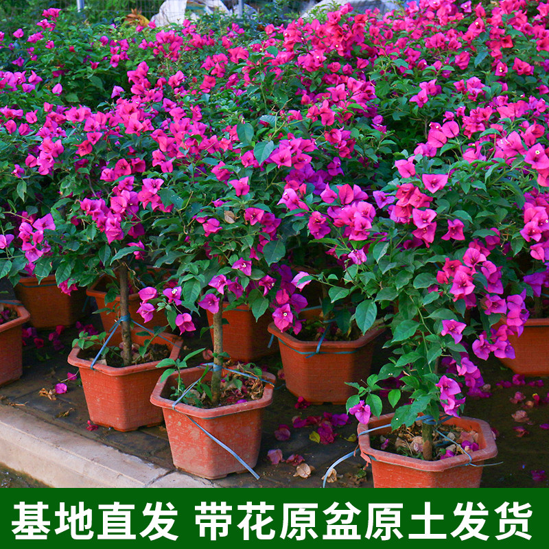 三角梅老桩大苗开花植物庭院爬藤