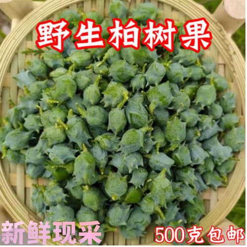 新鲜侧柏树果实可做香料护发精油提炼香薰生发助眠枕头清香柏树果