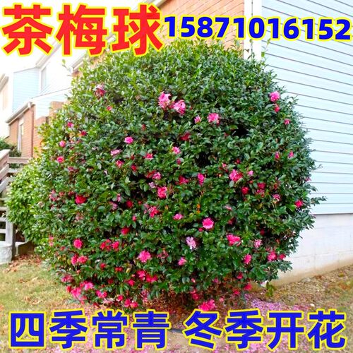 茶梅花树苗茶梅球带花苞四季常青庭院种植耐寒茶梅花苗工程绿化苗
