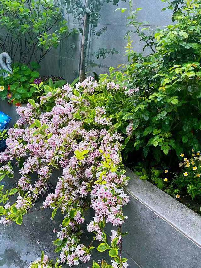 “花叶锦带”花卉植物络石藤苗庭绣球/木绣球/圆锥乔