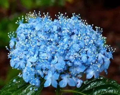 玖月小家  三河千鸟大花绣球  阳台庭院花园植物花卉盆栽包对版