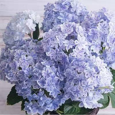 玖月小家  绣球合集3万华镜辉夜姬无尽夏欧木太阳神殿魔幻革命