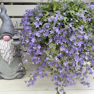 日本婚礼钟声紫斑风铃草卢布包邮