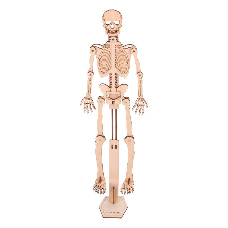 人体骨骼模型拼装科技