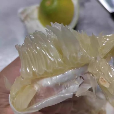 现摘现发梅州水晶柚冰糖柚