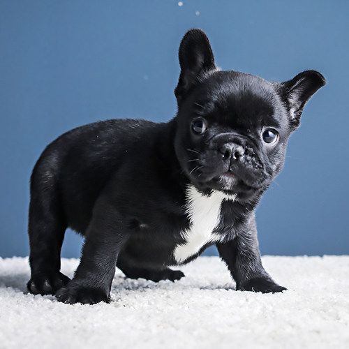 八哥狗销量排行榜 八哥狗品牌热度排名 小麦优选