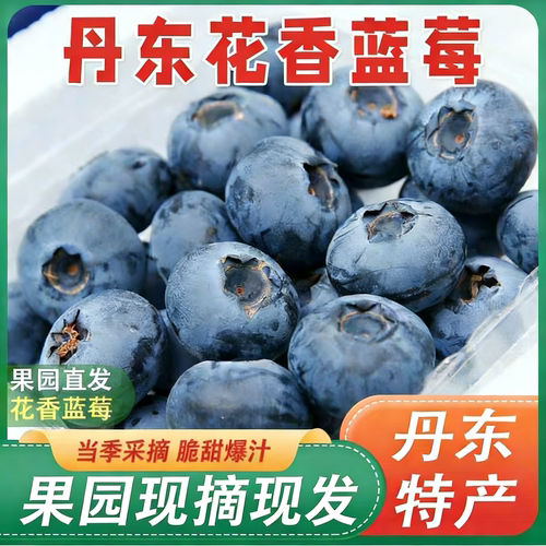 丹东高山蓝莓当季现摘脆甜大果