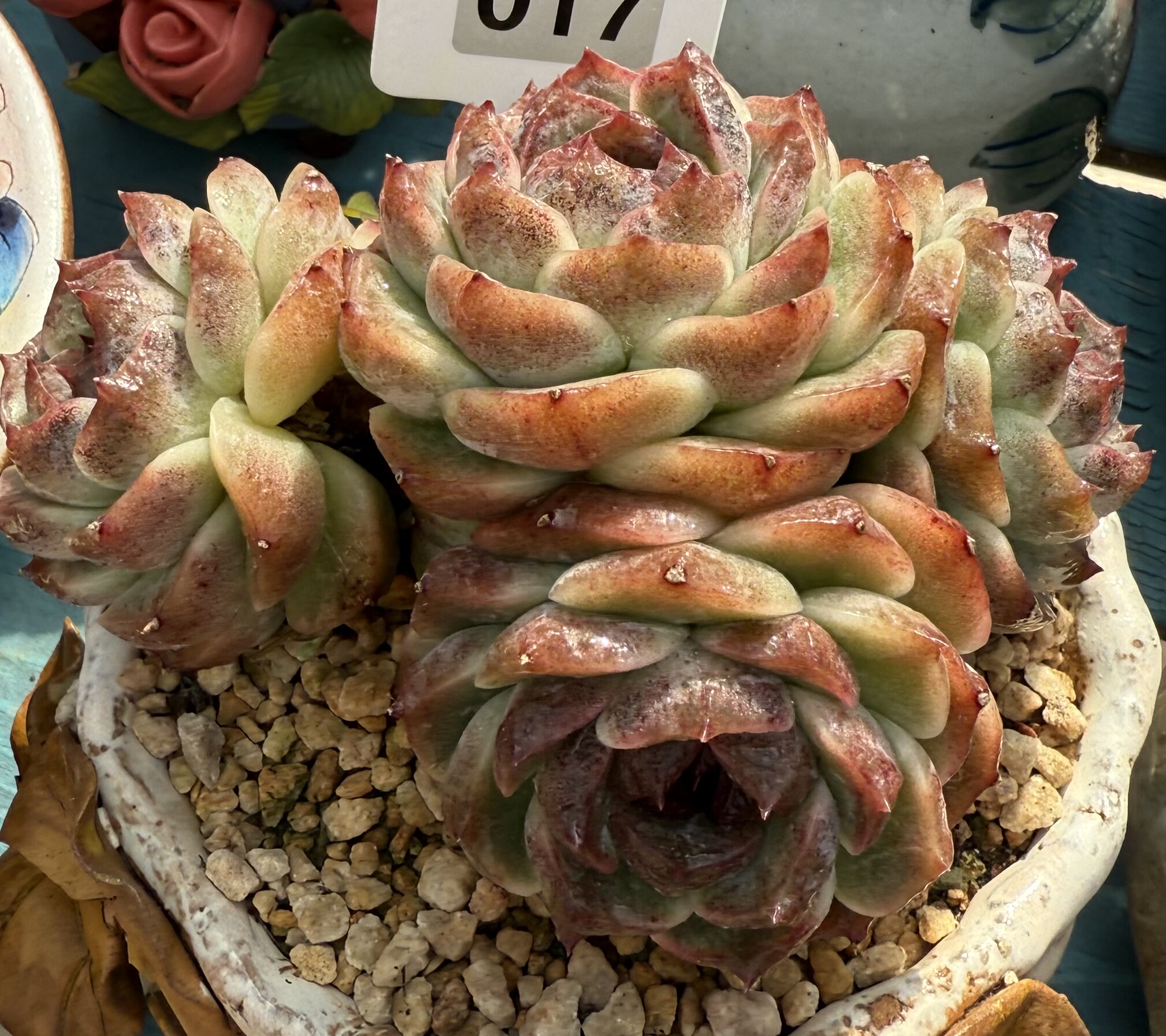 正版4头赤水精美国老桩 无砍 全状态,鲜花速递/花卉仿真/绿植园艺,多肉植物,淘宝优惠券,粉丝福利购,淘宝优惠卷