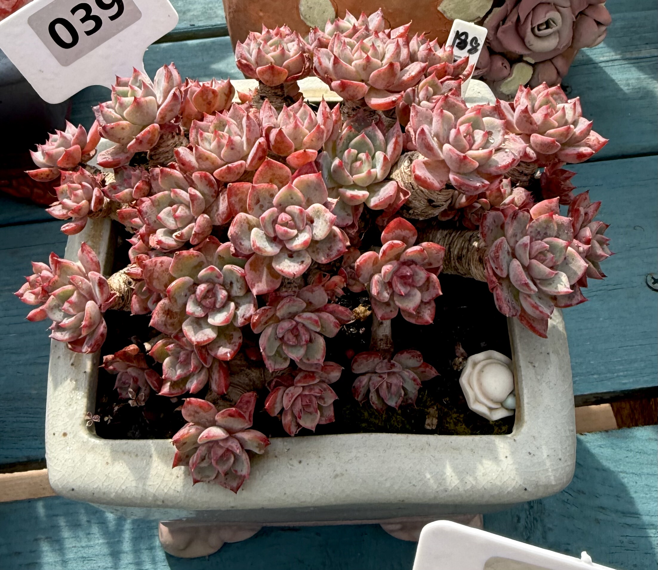 娜娜小勾老桩 大粗老桩无砍 冠服19皮实年份老货粗桩丸叶全状态