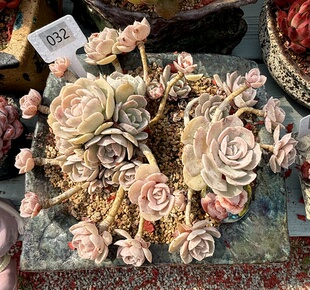 安娜玫瑰大冠服36左右 无砍 造型妖娆状态好 无砍