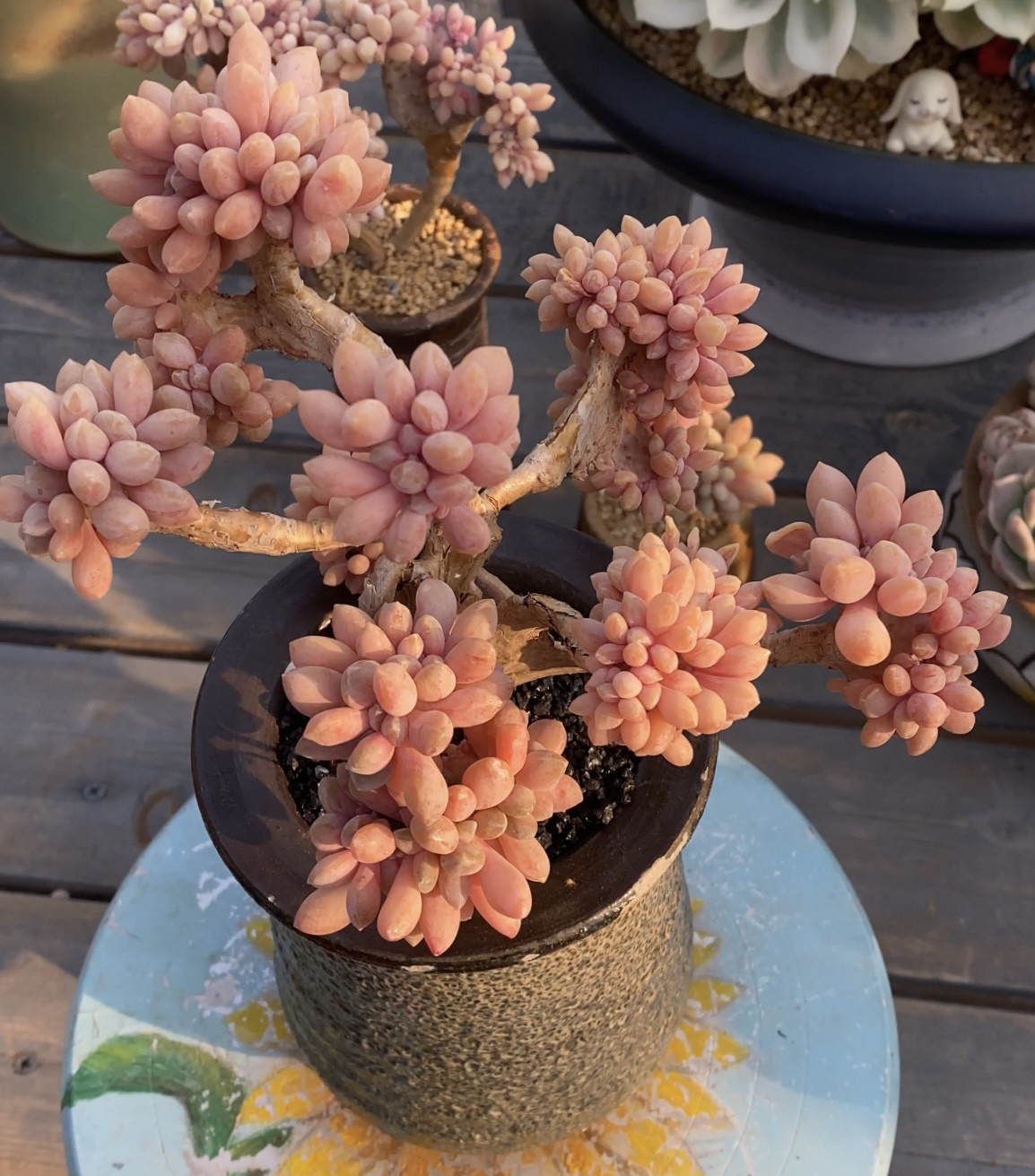 醉美人醉 妖桩缀化 老货厚板 无砍 叶片肥粉透亮