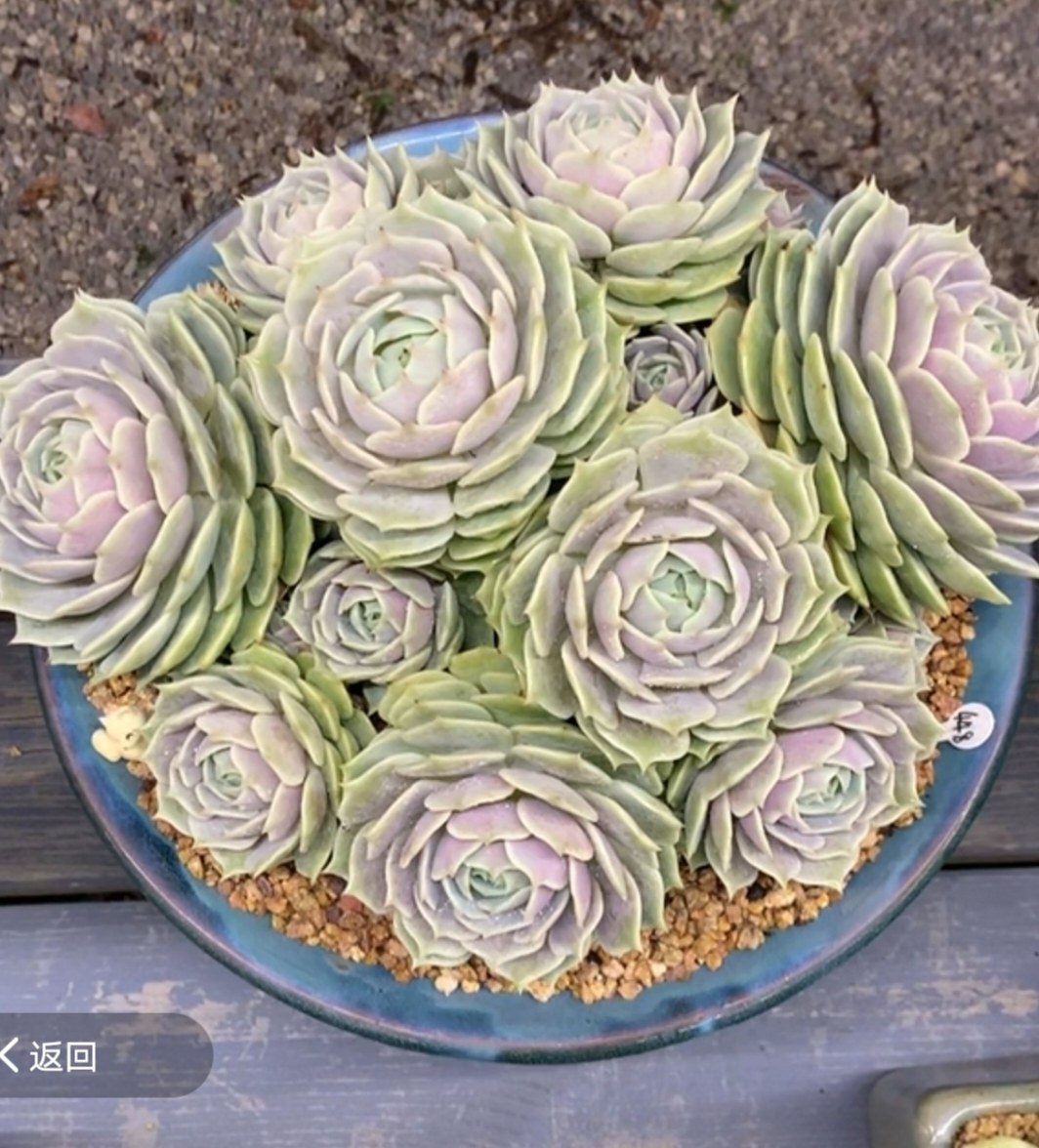 露娜莲老桩群 也片粉紫透 无砍 粗桩 美美哒