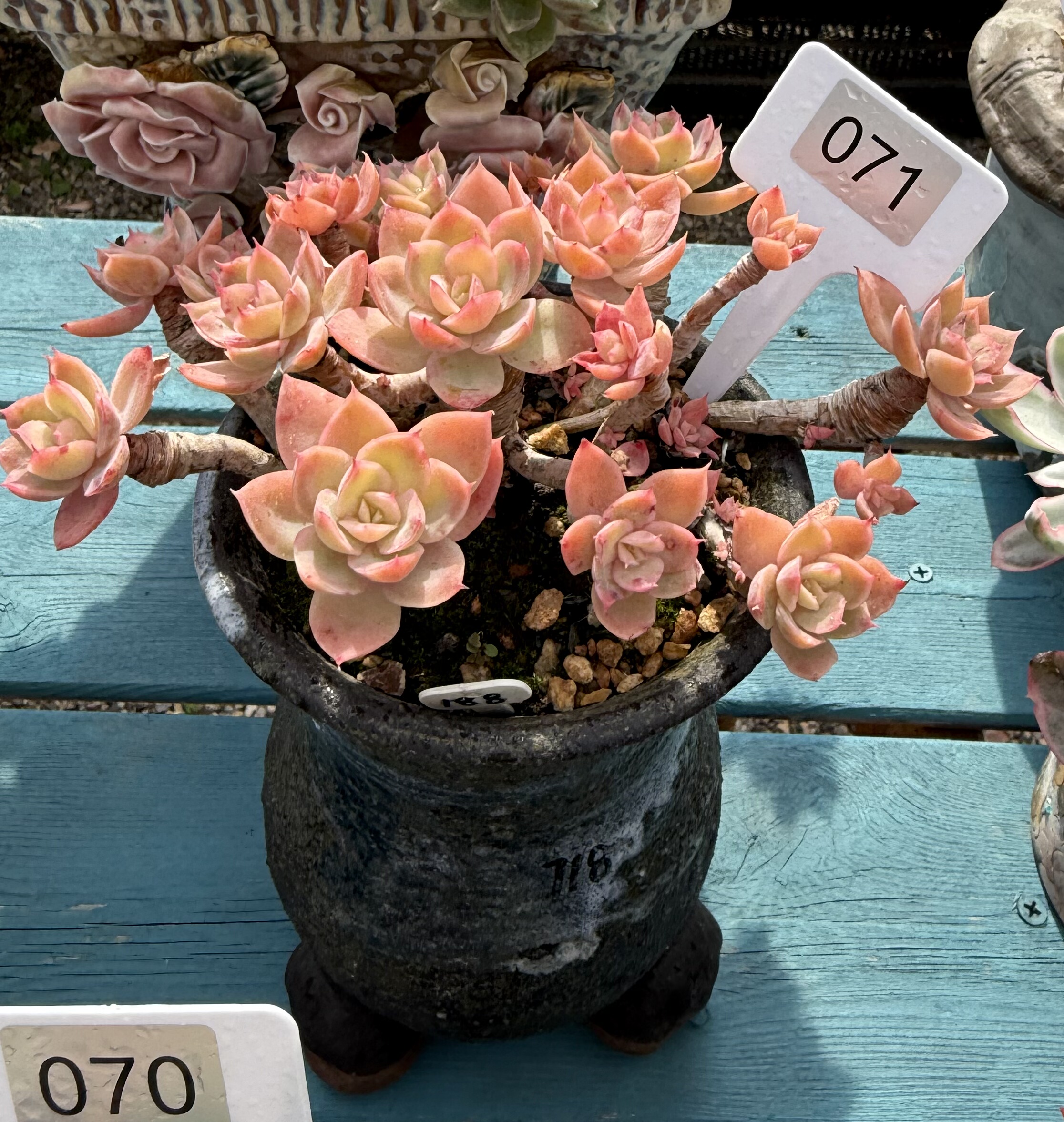 丝绸面纱全状态无砍 白皮桩 冠服22