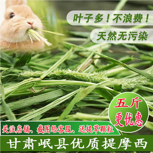 新草2025年优质提摩西草500g北提龙猫豚鼠兔粮荷兰猪牧草岷县包邮