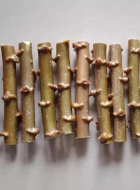 广西新鲜面包木薯种子黄肉白肉木薯种苗黄心白心红皮茎杆高产木薯