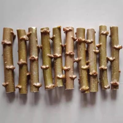 广西新鲜面包木薯种子黄肉白肉木薯种苗黄心白心红皮茎杆高产木薯